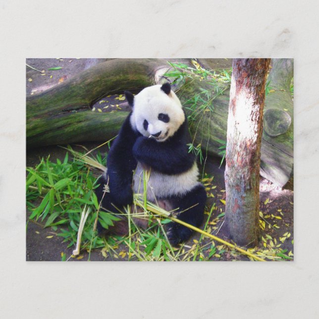 Postal Panda en el Zoológico de San Diego (Anverso)