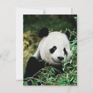 Postal Panda en un arbusto