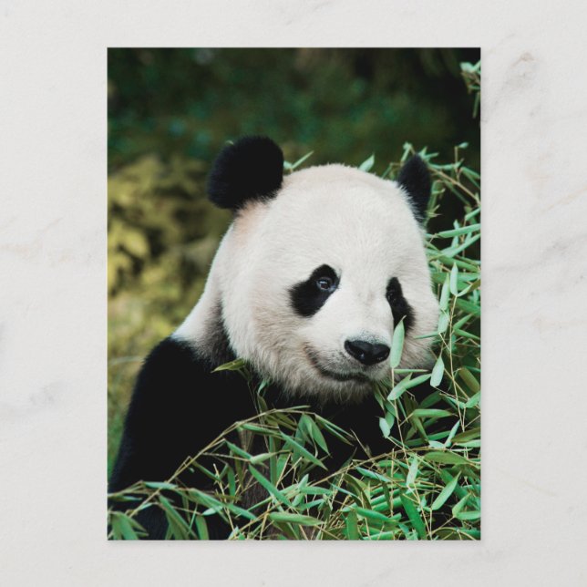 Postal Panda en un arbusto (Anverso)