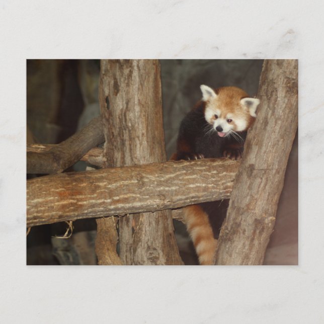 Postal Panda escalada (Anverso)