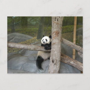 Postal Panda gigante