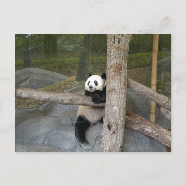 Postal Panda gigante (Anverso)