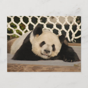 Postal Panda gigante