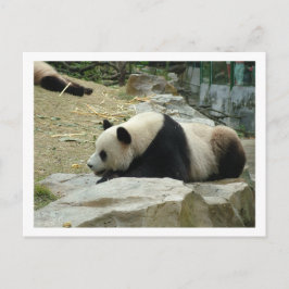 Postal Panda gigante