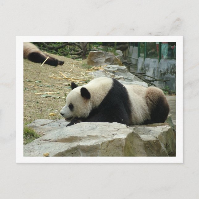 Postal Panda gigante (Anverso)