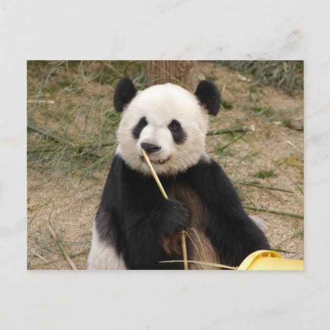Postal Panda gigante (Anverso)