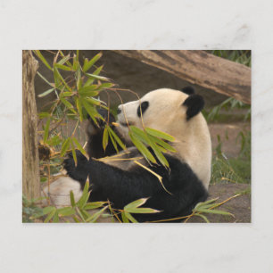 Postal Panda gigante
