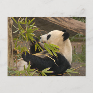 Postal Panda gigante