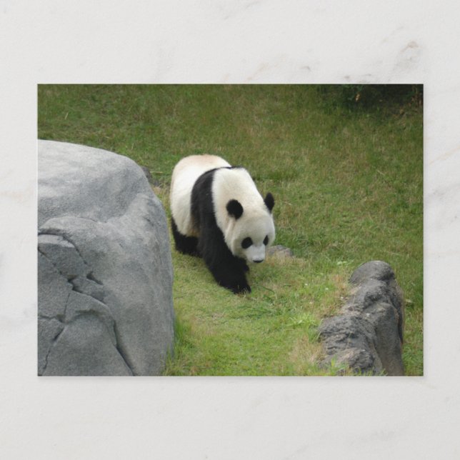 Postal Panda gigante (Anverso)