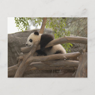 Postal Panda gigante