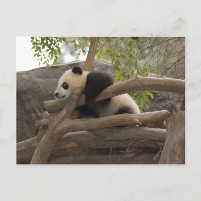 Postal Panda gigante (Anverso)