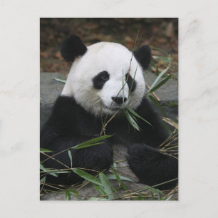 Postal Panda gigante