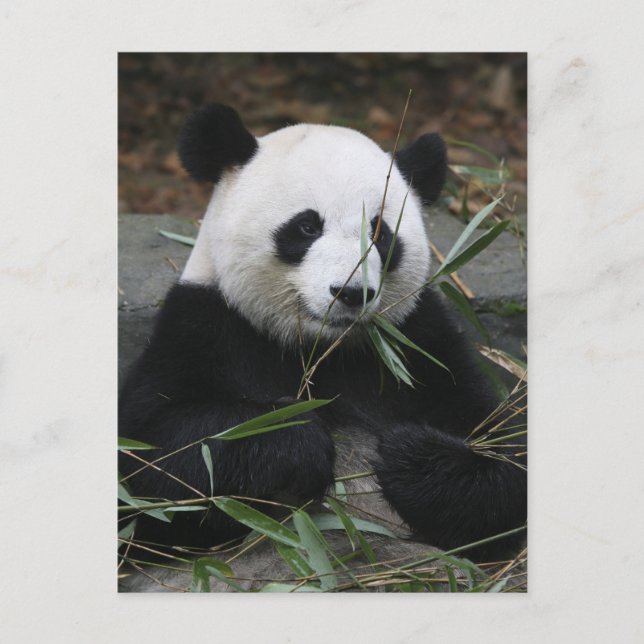 Postal Panda gigante (Anverso)