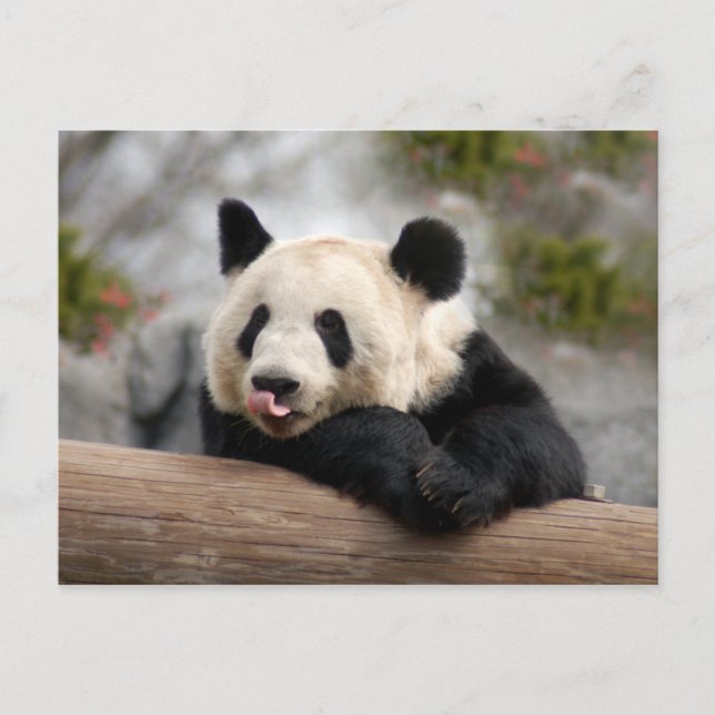 Postal Panda gigante (Anverso)