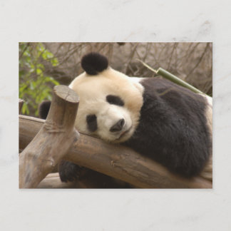 Postal Panda gigante