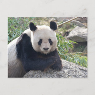 Postal Panda Gigante amistoso