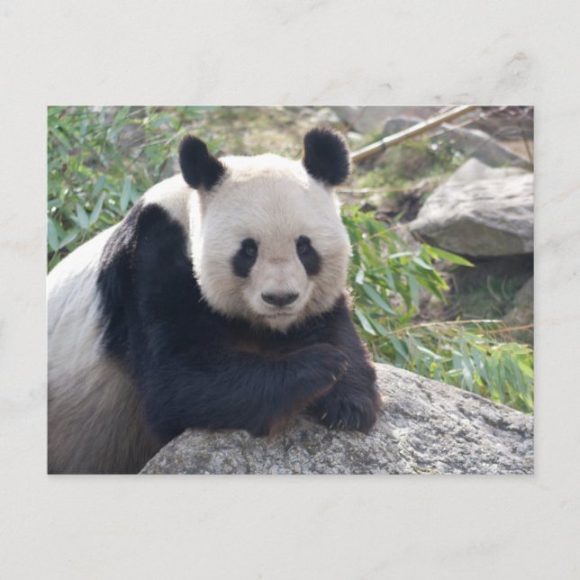Postal Panda Gigante amistoso (Anverso)
