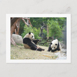 Postal Panda gigante, bambú