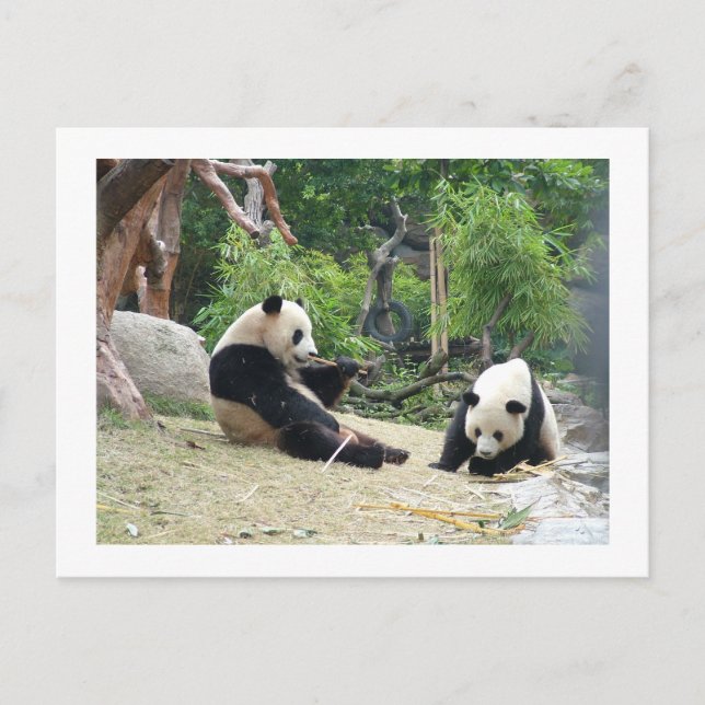 Postal Panda gigante, bambú (Anverso)