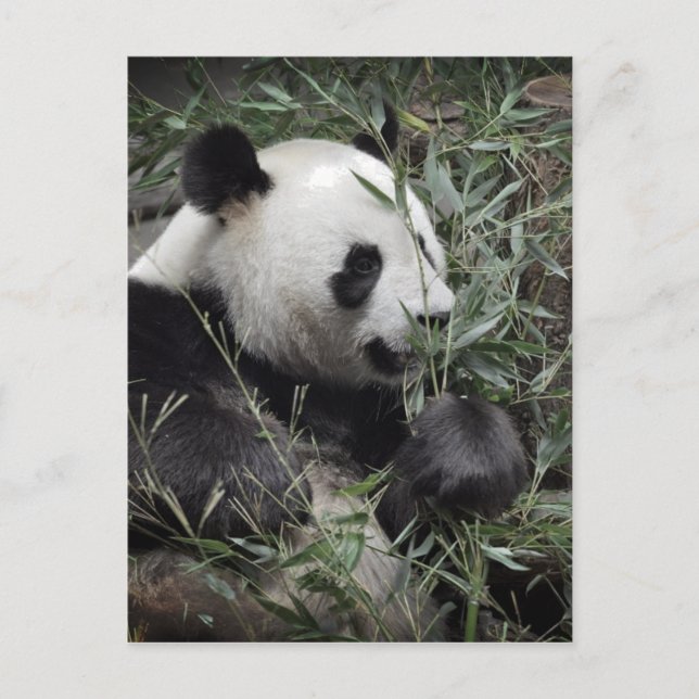 Postal Panda gigante comiendo bambú (Anverso)