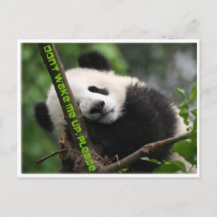 Postal panda gigante de bebé