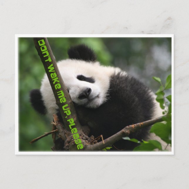 Postal panda gigante de bebé (Anverso)