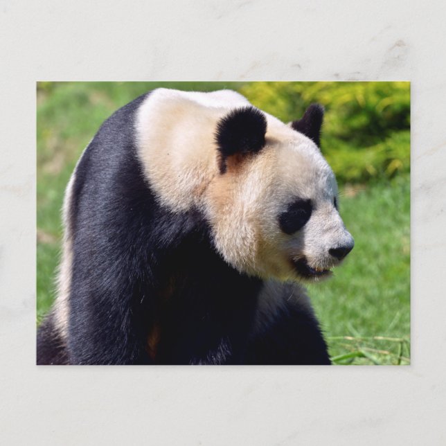 Postal Panda gigante de closeup visto desde perfil (Anverso)