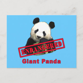 Postal Panda gigante en Peligro