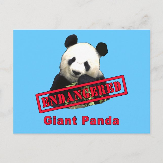 Postal Panda gigante en Peligro (Anverso)
