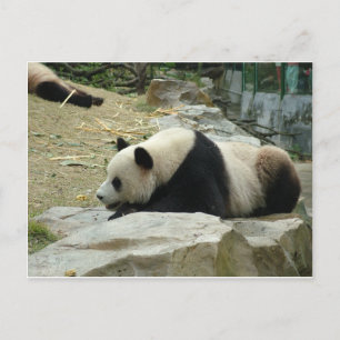 Postal Panda gigante en una fotografía de zoológico salva