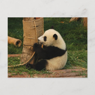 Postal Panda gigante joven