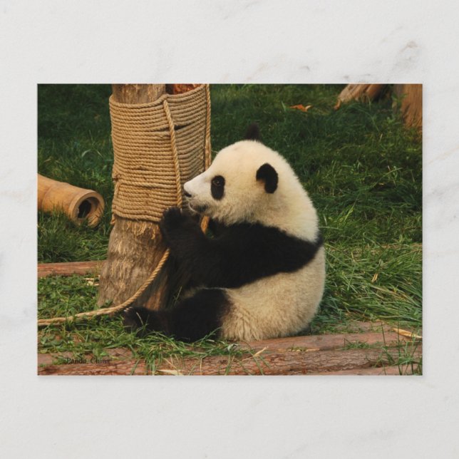 Postal Panda gigante joven (Anverso)