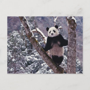 Postal Panda gigante que se coloca en el árbol, Wolong,