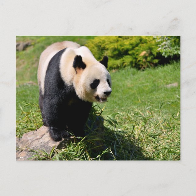 Postal Panda gigante sobre una piedra (Anverso)