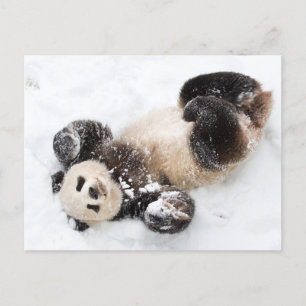 Postal Panda jugando en la foto del invierno de la nieve