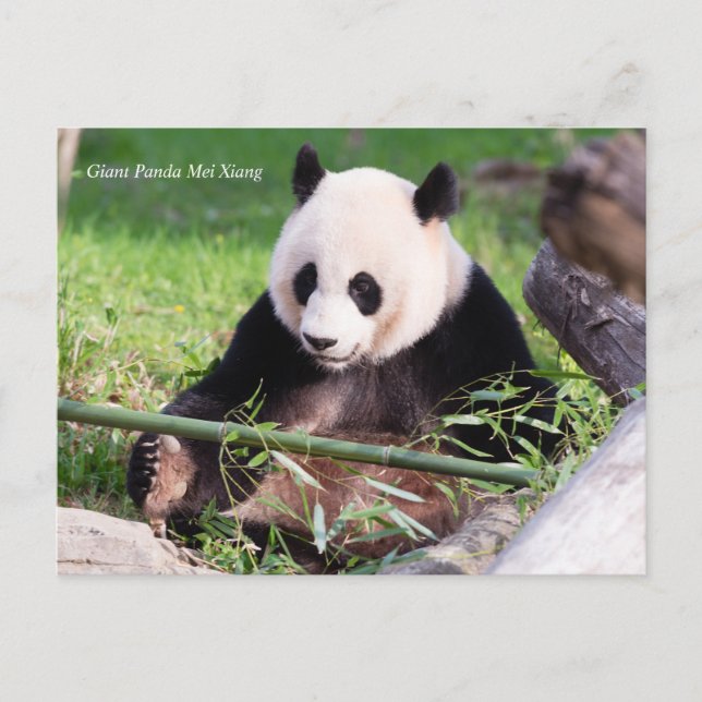 Postal Panda Mei Xiang (Anverso)