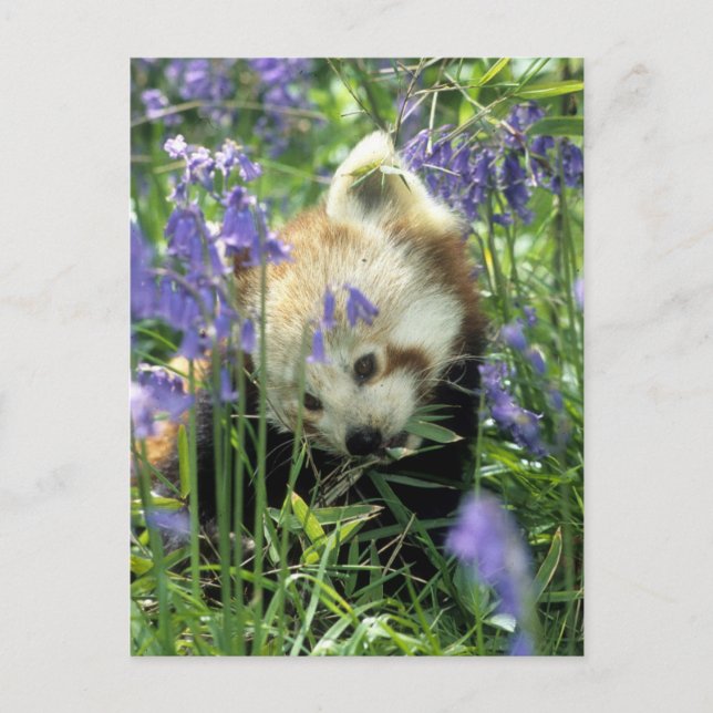 Postal Panda roja (Anverso)
