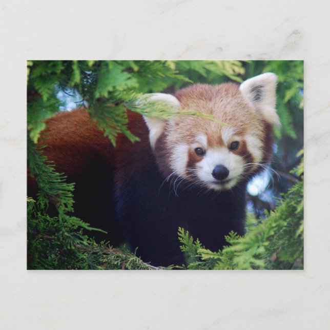 Postal Panda roja (Anverso)