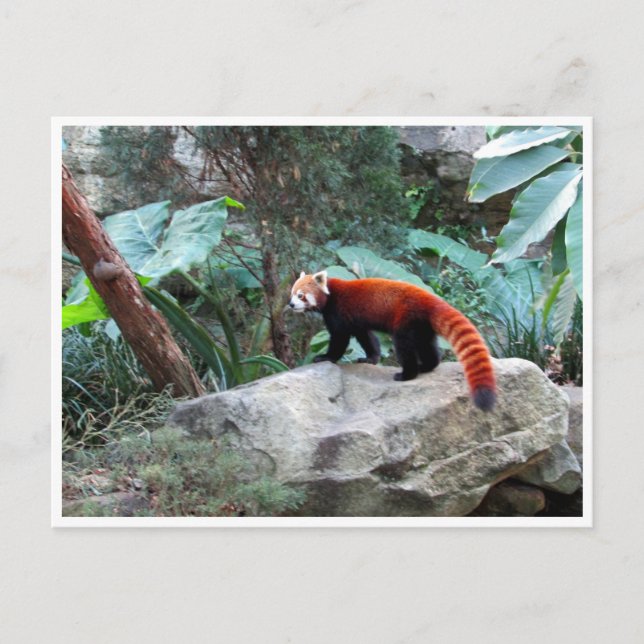 Postal panda rojo (Anverso)