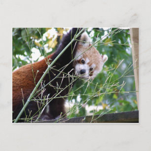 Postal Panda rojo