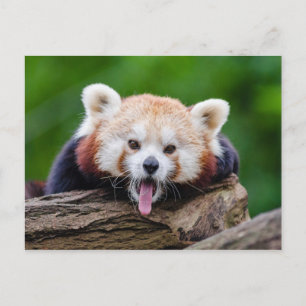 Postal Panda rojo