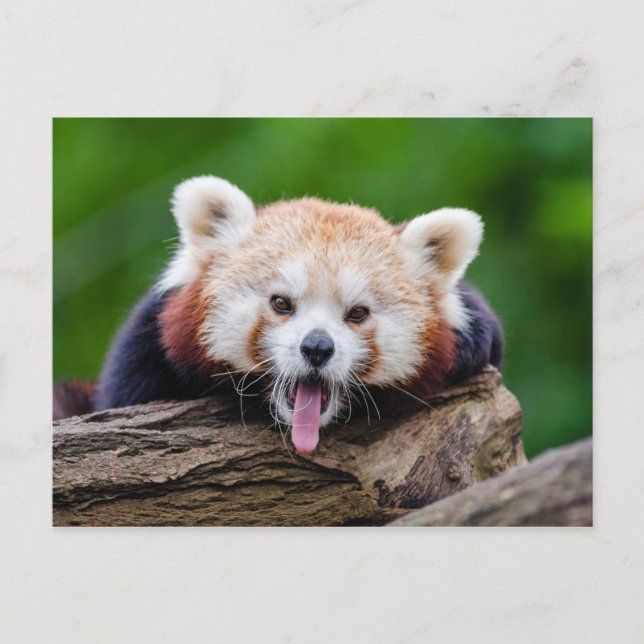 Postal Panda rojo (Anverso)