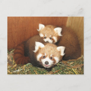 Postal Panda rojo