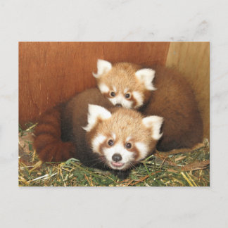 Postal Panda rojo