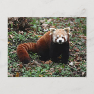 Postal Panda rojo
