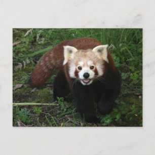Postal Panda rojo