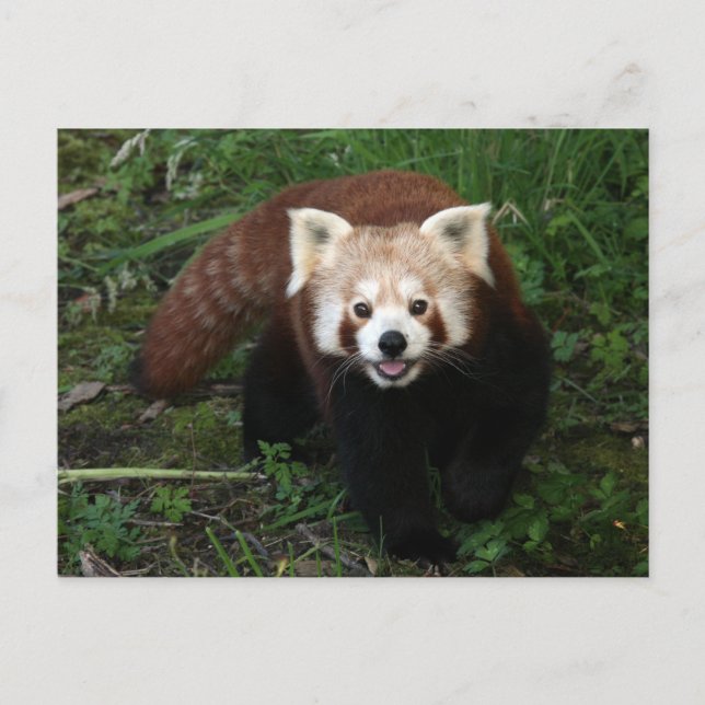 Postal Panda rojo (Anverso)