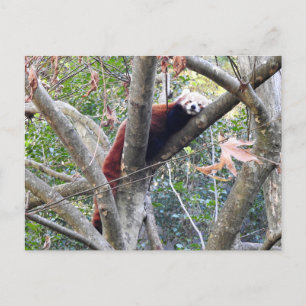 Postal Panda rojo