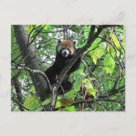 Postal Panda Rojo