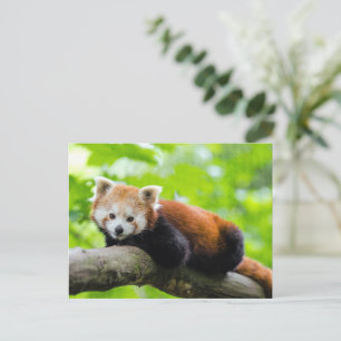 Postal Panda rojo
